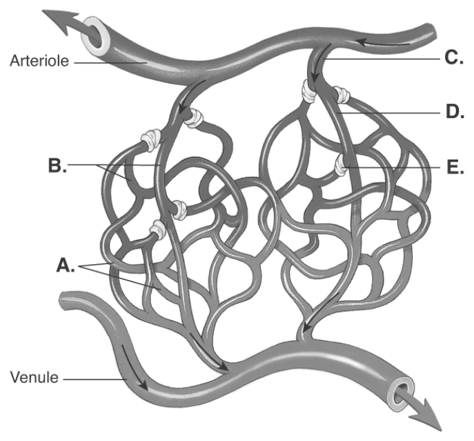   -The figure illustrates the capillary network. What does  E  represent? A)  precapillary sphincter B)  metarteriole C)  thoroughfare channel D)  arterial capillaries E)  venous capillaries