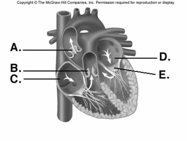   -Identify structure  A  on the heart diagram. A)  left atrium B)  aortic semilunar valve C)  bicuspid (mitral)  valve D)  right atrium E)  pulmonary semilunar valve