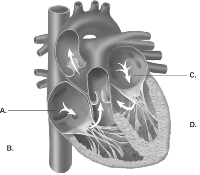   -Blood from the lungs returns directly to this chamber of the heart.