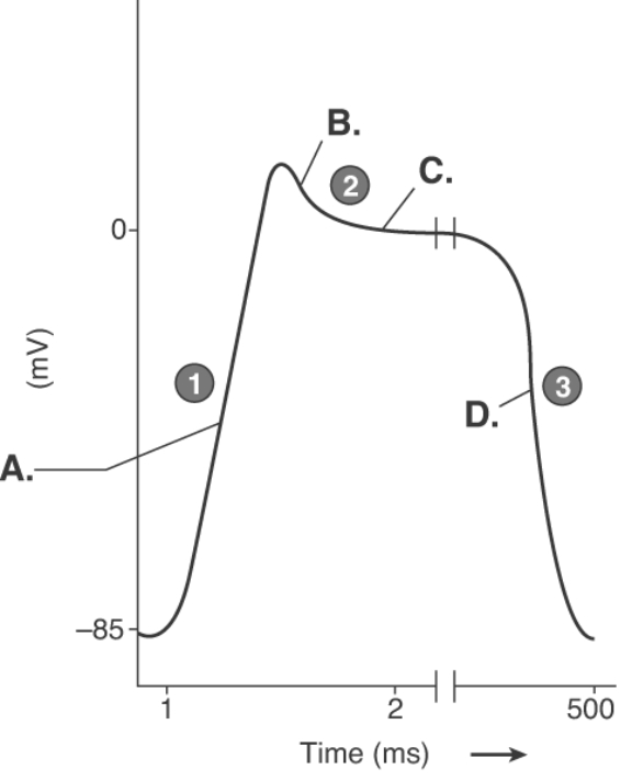   -The figure illustrates the cardiac action potential. What does  A  represent? A)  early repolarization phase B)  plateau phase C)  final repolarization phase D)  depolarization phase