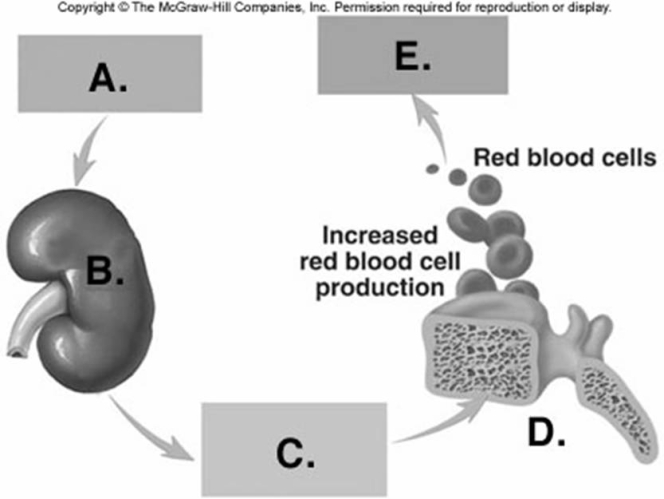   -On the diagram of RBC production, what does  C  represent? A)  increased blood oxygen B)  decreased blood oxygen C)  increased erythropoietin D)  kidney E)  red bone marrow