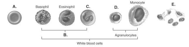   -These cells are produced by hematopoiesis. What does  C  represent? A)  granulocytes B)  platelets C)  lymphocyte D)  neutrophil E)  red blood cell