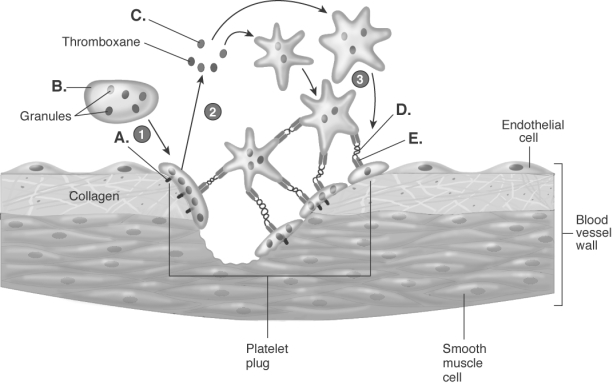   -The diagram illustrates platelet plug formation. What does  A  represent? A)  fibrinogen receptor B)  fibrinogen C)  platelet D)  ADP E)  von Willebrand factor