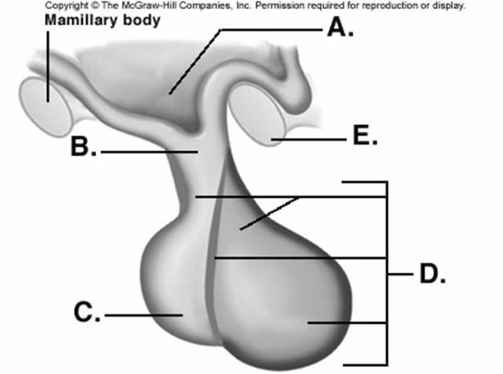   -Label part  C  on the diagram. A)  optic chiasm B)  anterior pituitary C)  infundibulum D)  hypothalamus E)  posterior pituitary