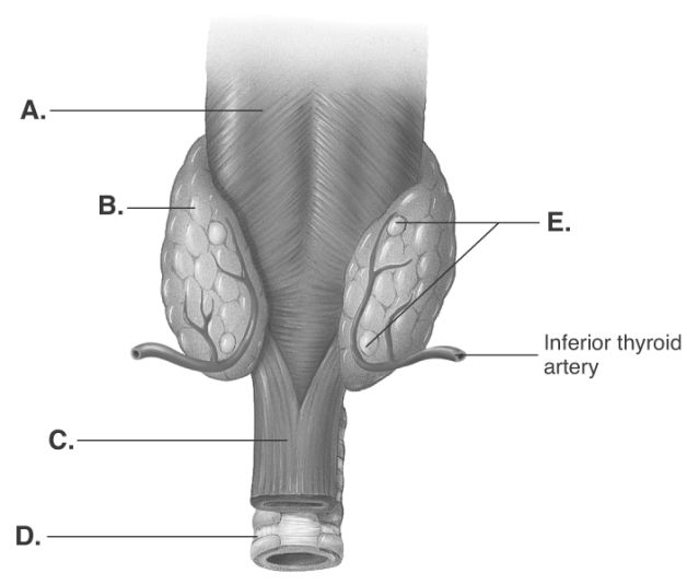  -The figure illustrates the posterior view of the thyroid gland. What does  E  represent? A)  parathyroid glands B)  thyroid gland C)  pharynx D)  esophagus E)  trachea