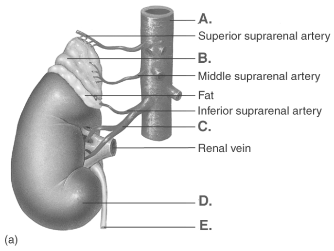  -The figure illustrates the kidney and the adrenal gland. What does  C  represent? A)  kidney B)  ureter C)  abdominal aorta D)  adrenal gland E)  renal artery