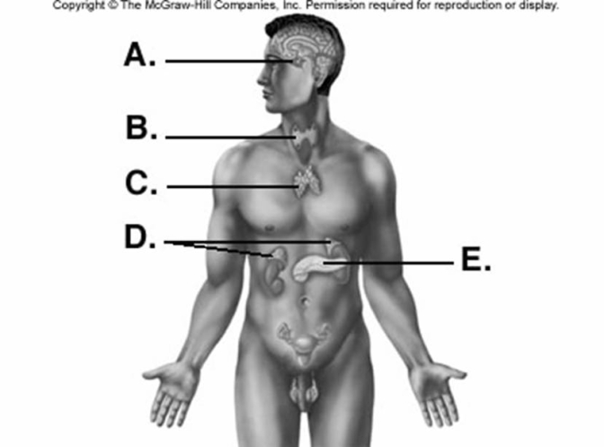   -What is  C  on the diagram? A)  pancreas B)  adrenals C)  pituitary D)  thyroid E)  thymus