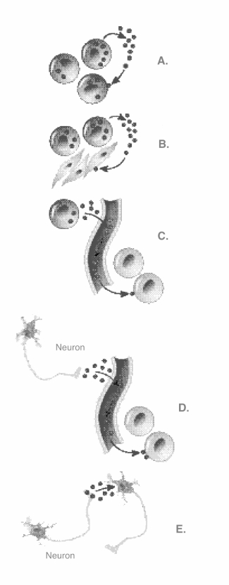   -The illustration depicts five types of intercellular chemical signals. What kind of signal does  A  represent? A)  paracrine B)  neurotransmitter C)  neuropeptide D)  autocrine E)  endocrine