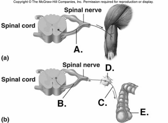 <strong> Identify structure B on the bottom diagram.</strong> A) autonomic ganglion B) somatic motor neuron C) effector organ (smooth muscle of GI tract) D) postganglionic neuron E) preganglionic neuron