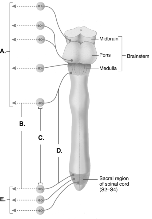 <strong> The figure illustrates the parasympathetic division. What does C represent?</strong> A) preganglionic neurons B) pelvic splanchnic nerves C) cranial nerves D) postganglionic neurons E) terminal ganglia