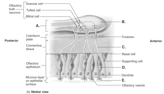   -Olfaction is the sense of smell. What does  D  represent? A)  olfactory bulb B)  cilia (olfactory hairs)  C)  olfactory neuron D)  axon of olfactory neuron E)  olfactory tract