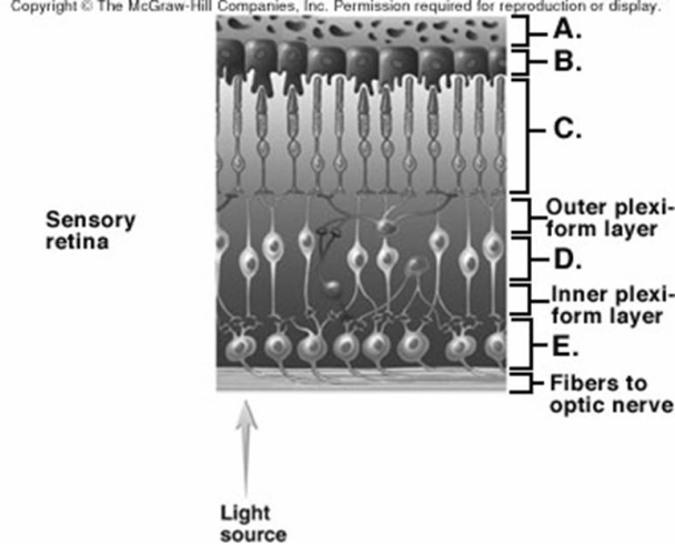   -What is layer  C  on the diagram of the retina? A)  bipolar layer B)  ganglionic layer C)  choroid D)  pigmented layer E)  photoreceptor layer