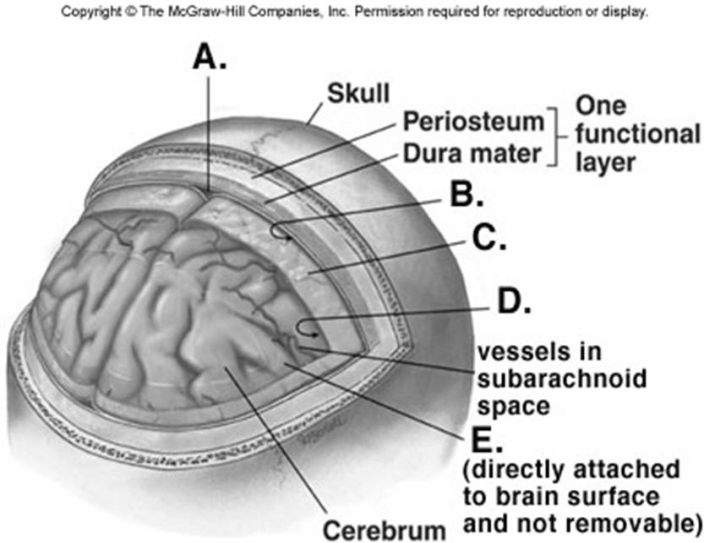   -What does  E  represent on the diagram of the skull and brain? A)  subarachnoid space B)  dural venous sinus C)  pia mater D)  arachnoid mater E)  subdural space