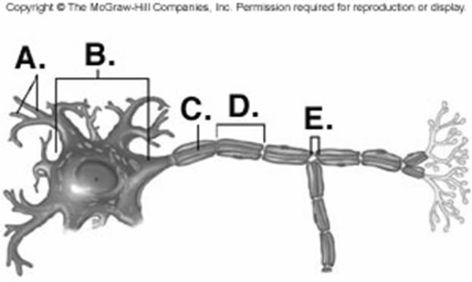   -Identify structure  D  on the neuron. A)  Schwann cell B)  Node of Ranvier C)  neuron cell body (soma)  D)  dendrites E)  axon
