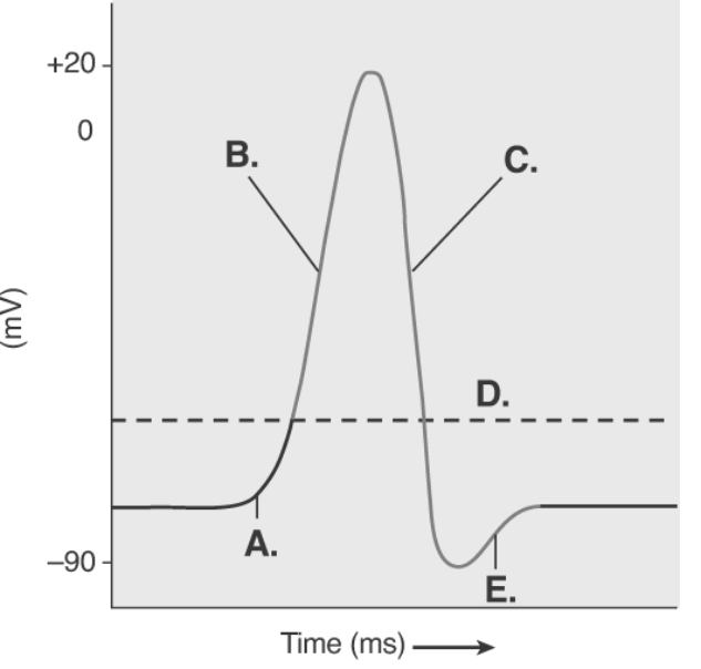   -The figure illustrates the Action Potential. What does  C  represent? A)  repolarization B)  depolarization C)  local potential D)  threshold E)  afterpotential