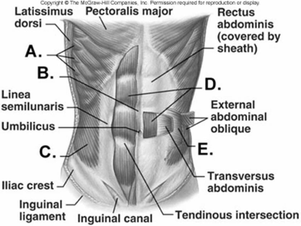   -Label muscle  A  on the diagram. A)  linea alba B)  serratus anterior C)  rectus abdominis D)  external oblique E)  internal oblique