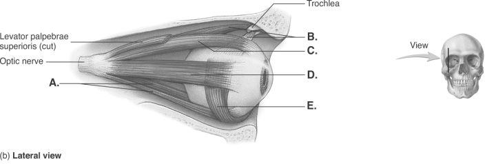   -The figure illustrates a lateral view of the right eyeball. What does  C  represent? A)  inferior oblique B)  lateral rectus C)  superior oblique D)  superior rectus E)  inferior rectus