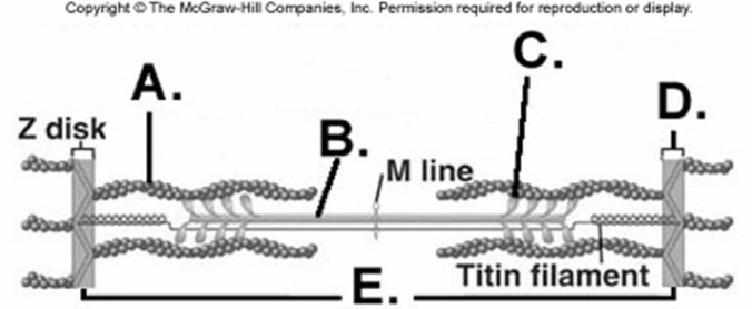   -What does  D  represent on the diagram? A)  myosin myofilament B)  actin myofilament C)  sarcomere D)  Z disk E)  cross-bridge