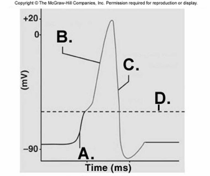   -What does  C  represent on the diagram? A)  threshold B)  depolarization C)  depolarization phase of action potential D)  repolarization phase of action potential