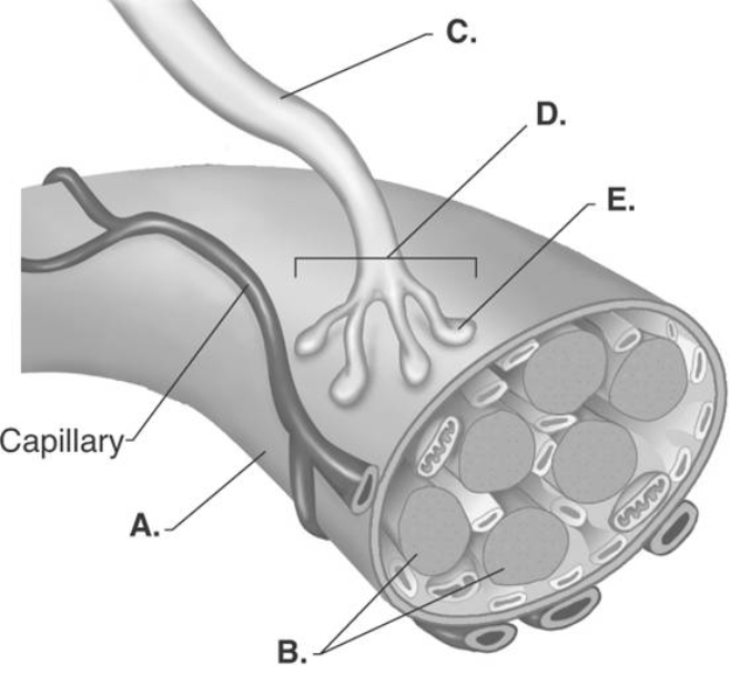   -The figure illustrates the neuromuscular junction. What does  B  represent? A)  presynaptic terminal B)  muscle fiber C)  neuromuscular junction D)  axon branch E)  myofibrils