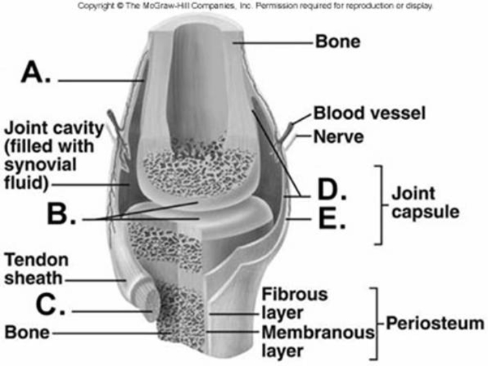   -What does structure  C  represent on the diagram? A)  tendon B)  articular cartilage C)  bursa D)  fibrous capsule E)  synovial membrane