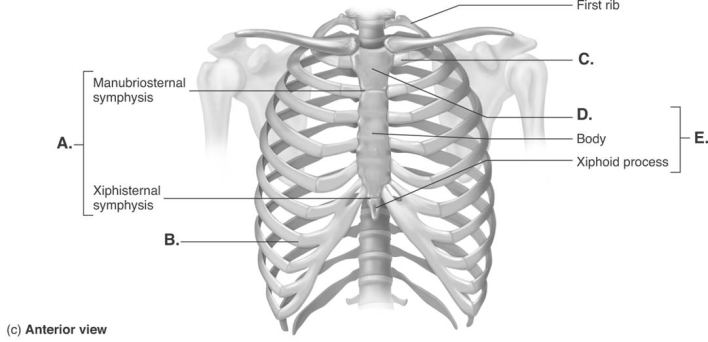   -The figure illustrates the joints and bones of the rib cage. What does  A  represent? A)  costochondral joint B)  sternum C)  manubrium D)  sternal symphyses E)  sternocostal synchrondrosis