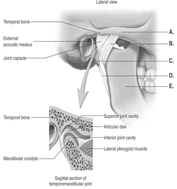   -The figure illustrates structures in the right temporomandibular joint (lateral view) . What does  D  represent? A)  lateral ligament B)  mandible C)  zygomatic arch D)  styloid process E)  stylomandibular ligament