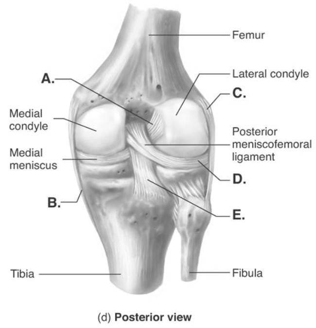   -The figure illustrates a posterior view of the right knee joint. What does  C  represent? A)  medial (tibial)  collateral ligament (MCL)  B)  posterior cruciate ligament (PCL)  C)  anterior cruciate ligament (ACL)  D)  lateral (fibular)  collateral ligament (LCL)  E)  lateral meniscus