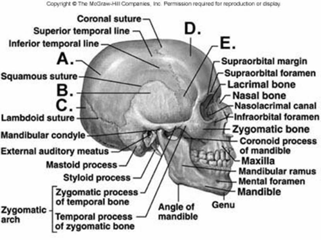   -What does structure  E  represent? A)  frontal bone B)  occipital bone C)  parietal bone D)  sphenoid bone E)  temporal bone