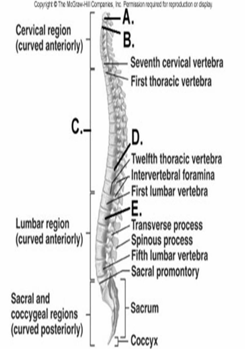   -What does structure  A  represent? A)  atlas B)  axis C)  body of vertebra D)  intervertebral disk E)  thoracic region or curve