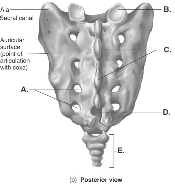   -The figure illustrates the sacrum. What structure does  B  represent? A)  coccyx B)  sacral hiatus C)  superior articular facet D)  median sacral crest E)  posterior sacral foramina