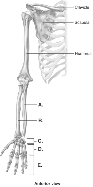   -The figure illustrates bones of the right upper limb. What does  B  represent? A)  radius B)  carpals C)  phalanges D)  metacarpals E)  ulna