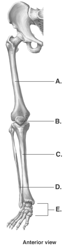   -The figure illustrates bones of the right lower limb. What does  A  represent? A)  femur B)  fibula C)  tarsals D)  tibia E)  patella
