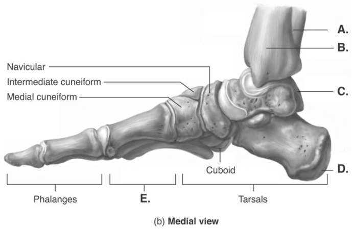   -The figure illustrates a medial view of bones of the right foot. What does  D  represent? A)  calcaneus B)  fibula C)  metatarsals D)  tibia E)  talus