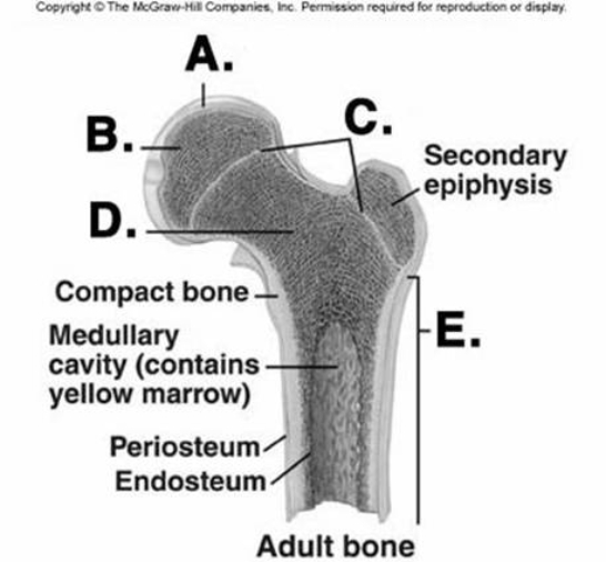   -What does structure  C  represent on the bone diagram? A)  cancellous bone B)  diaphysis C)  epiphyseal lines D)  articular cartilage E)  epiphysis