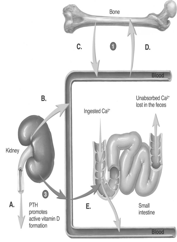   -This is a diagram of calcium homeostasis. What process is represented by  E ? A)  PTH promotes calcium release into blood by osteoclast. B)  Calcium is removed from blood by osteoblasts. C)  Vitamin D promotes calcium absorption. D)  Calcium is lost in urine. E)  PTH promotes calcium reabsorption from urine.