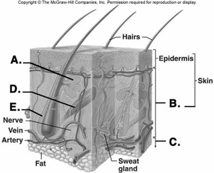   -What does structure  B  represent on the diagram? A)  hair follicle B)  arrector pili C)  dermis D)  hypodermis E)  sebaceous gland