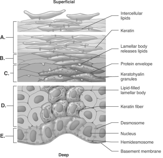   -The figure illustrates keratinization in the epidermis. What layer of the epidermis is  D ? A)  stratum spinosum B)  stratum corneum C)  stratum basale D)  stratum lucidum E)  stratum granulosum