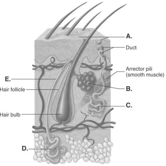   -The diagram illustrates glands of the skin. What does  D  represent? A)  apocrine sweat gland B)  sebaceous gland C)  eccrine sweat gland D)  duct of apocrine sweat gland E)  sweat pore
