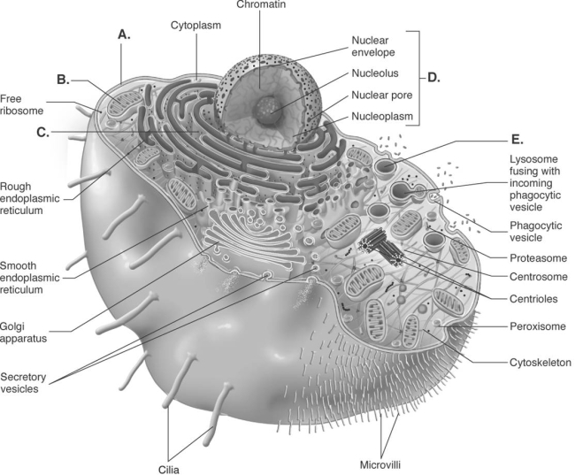   -The cell is the basic unit of life. All cellular structures exhibit special functions. Match the structure with its function. What is the function of  E ? A)  directs cellular activities, contains DNA B)  contains digestive enzymes C)  outer boundary of cell, controls entry and exit of substances D)  major site of ATP synthesis when oxygen is available E)  site of protein synthesis
