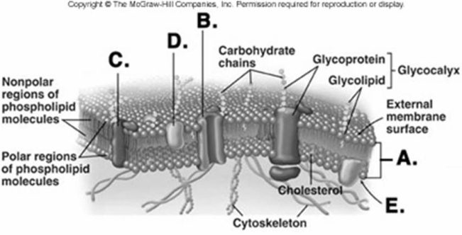   -What structure does  E  represent on the diagram of the plasma membrane? A)  membrane channel protein B)  phospholipid bilayer C)  internal membrane surface D)  peripheral protein E)  receptor protein