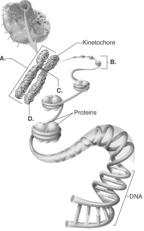 -Answer These Questions About Chromosome Structure. What Does 