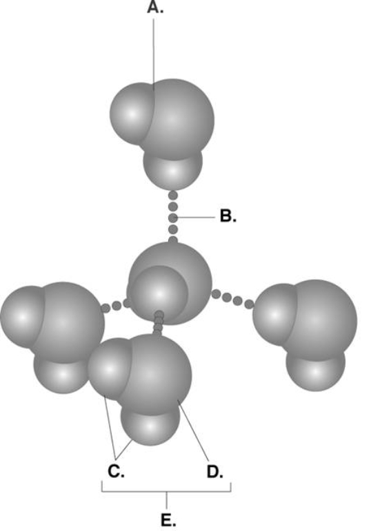   -Water accounts for 50% of the weight of a young adult female and 60% of a young adult male. What kind of atom is found at  C ? A)  hydrogen bond B)  water molecule C)  oxygen atom D)  hydrogen atom E)  polar covalent bond