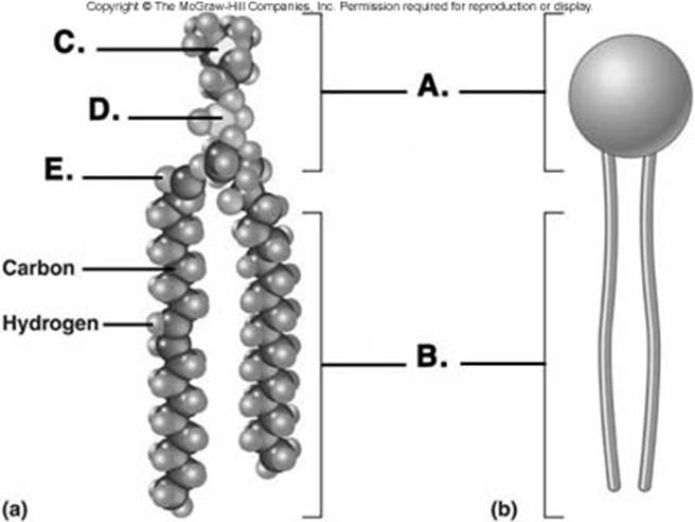   -Phospholipids are important components of the plasma membrane. What does  E  represent on the diagram? A)  phosphorus B)  oxygen C)  nitrogen D)  polar (hydrophilic)  region E)  nonpolar (hydrophobic)  region