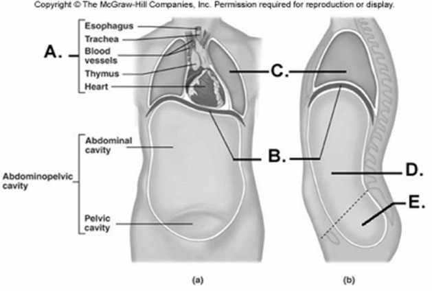  -Here is a figure showing major trunk cavities and other structures. What does  A  represent? A)  diaphragm B)  mediastinum C)  pelvic cavity D)  thoracic cavity E)  abdominal cavity