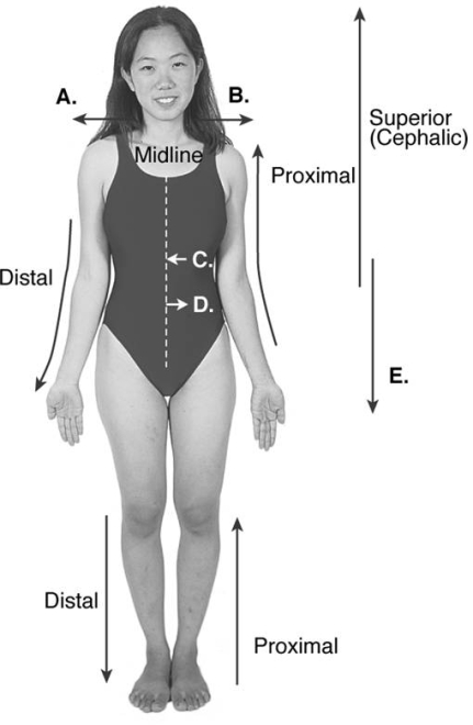   -Directional terms are important in the study of anatomy. What does  E  represent? A)  median B)  right C)  left D)  inferior E)  lateral