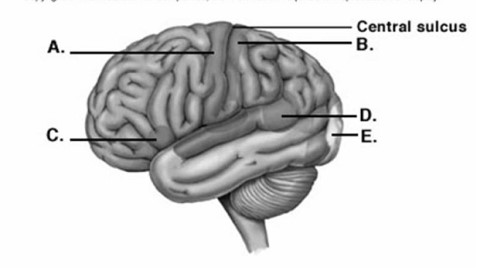   -Label area  C  on the cerebral cortex. A) visual cortex B) primary motor cortex C) primary somatic sensory cortex D) motor speech area (Broca area)  E) sensory speech area (Wernicke area) 