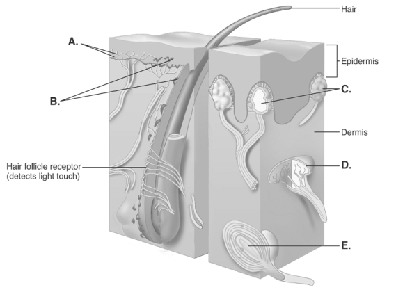   -The diagram illustrates sensory nerve endings in the skin.What structure does  B  represent? A) Meissner corpuscles B) free nerve endings C) Ruffini end organ D) Pacinian corpuscle E) Merkel disks