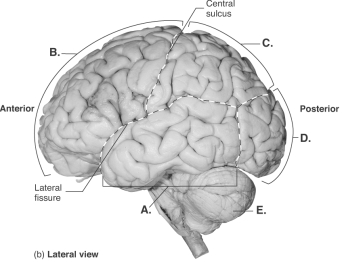  -This is a lateral view of the brain.What does  D  represent? A) temporal lobe B) cerebellum C) frontal lobe D) occipital lobe E) parietal lobe
