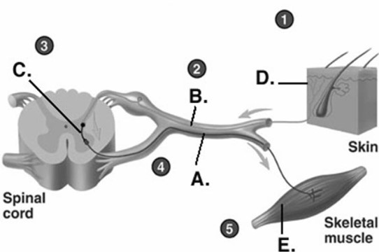   -Label component  C  on the reflex arc. A) sensory receptor B) effector organ C) sensory neuron D) motor neuron E) interneuron